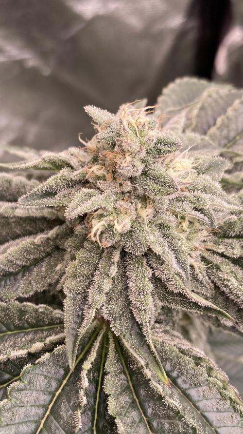Gastini (LIT Farms). Week 13