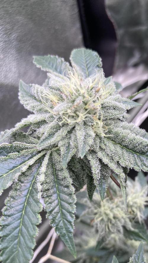 Gastini (LIT Farms). Week 13