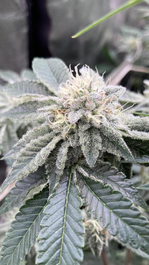 Gastini (LIT Farms). Week 13