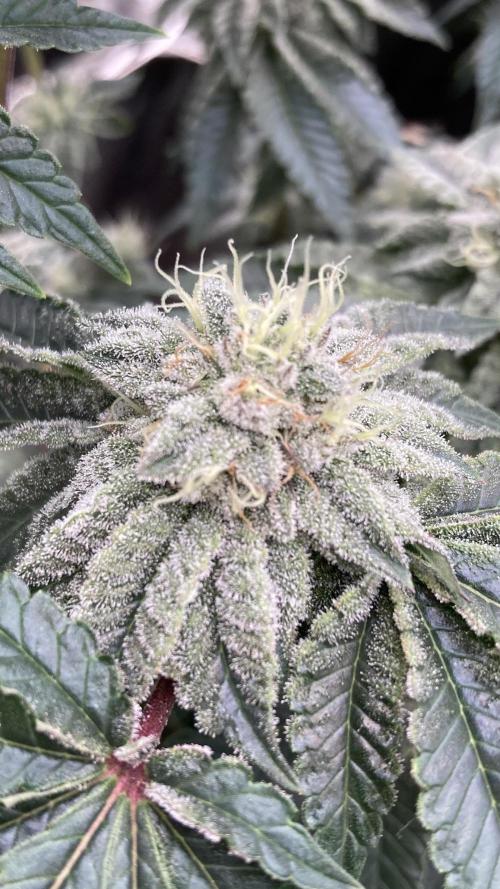 Gastini (LIT Farms). Week 13
