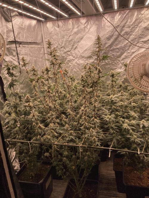 Trich Beast. Week 13