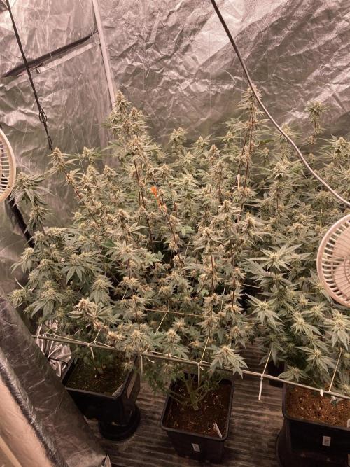 Trich Beast (Solfire Gardens). Week 13