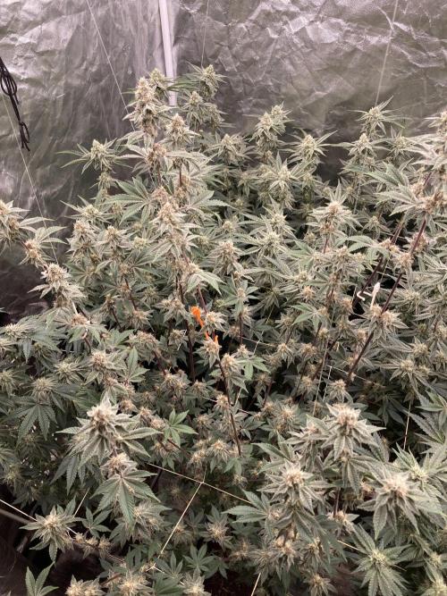 Trich Beast (Solfire Gardens). Week 13