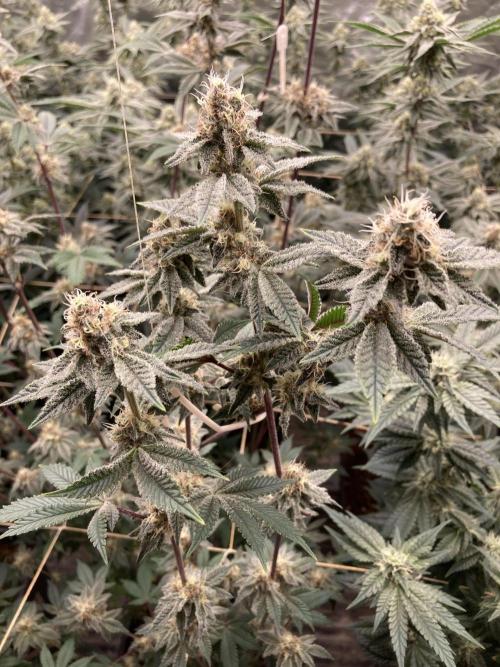 Trich Beast (Solfire Gardens). Week 13