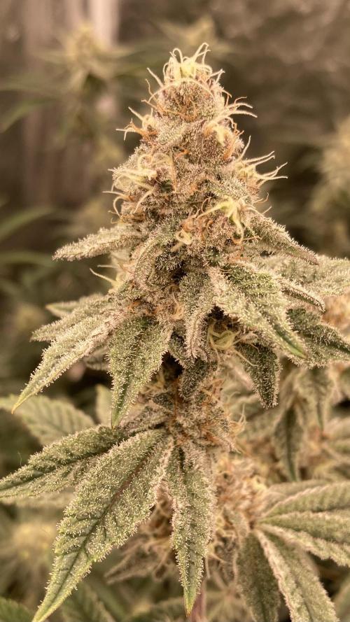 Trich Beast (Solfire Gardens). Week 13