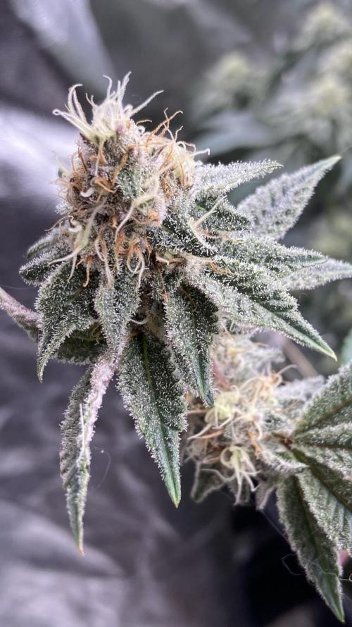 Trich Beast (Solfire Gardens). Week 13