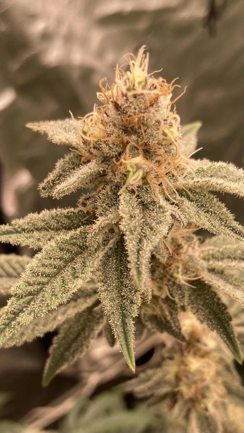 Trich Beast (Solfire Gardens). Week 13
