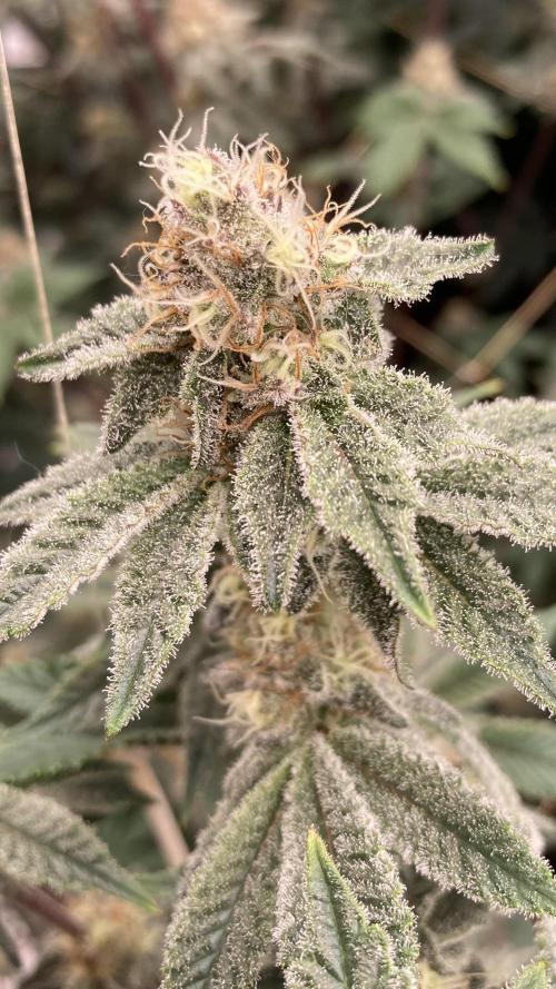 Trich Beast (Solfire Gardens). Week 13