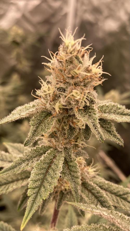 Trich Beast (Solfire Gardens). Week 13