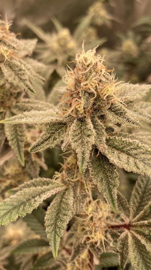 Trich Beast (Solfire Gardens). Week 13