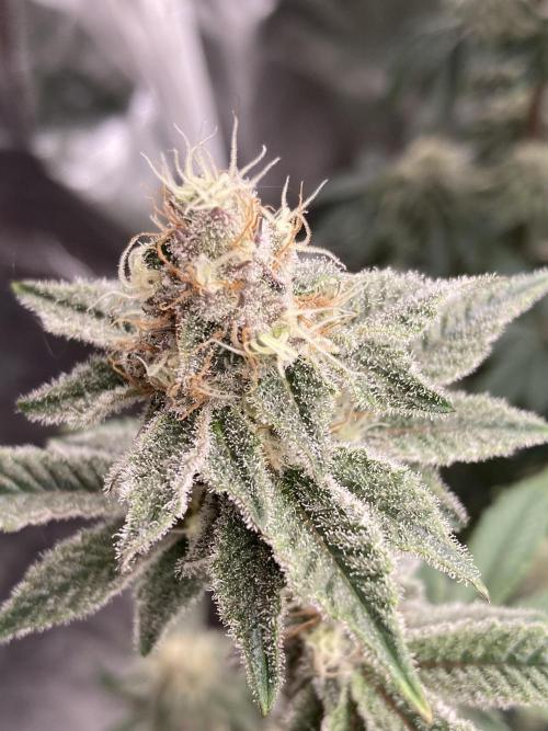 Trich Beast (Solfire Gardens). Week 13