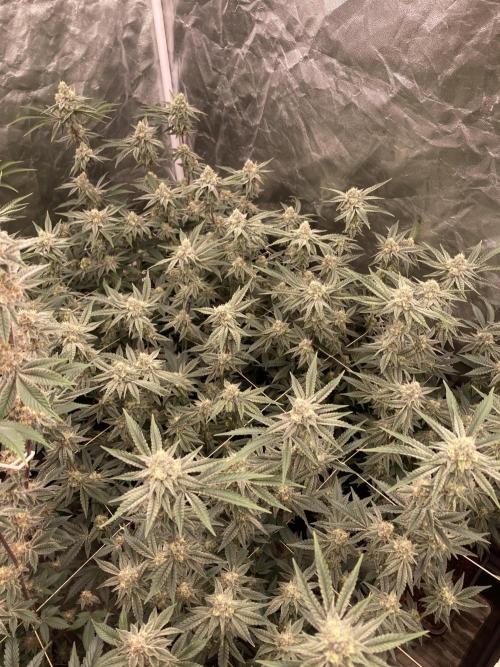 Zoy Sauce Clones (My Keeper Cut). Week 7