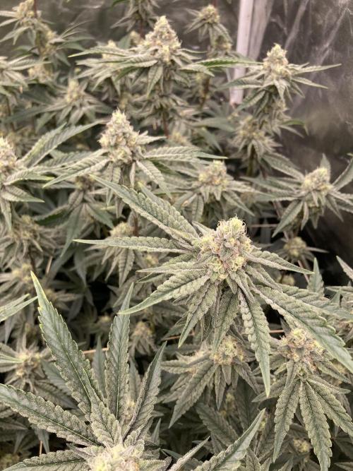 Zoy Sauce Clones (My Keeper Cut). Week 7
