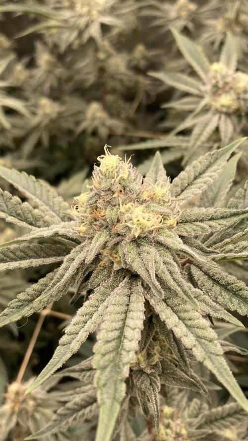 Zoy Sauce Clones (My Keeper Cut). Week 7