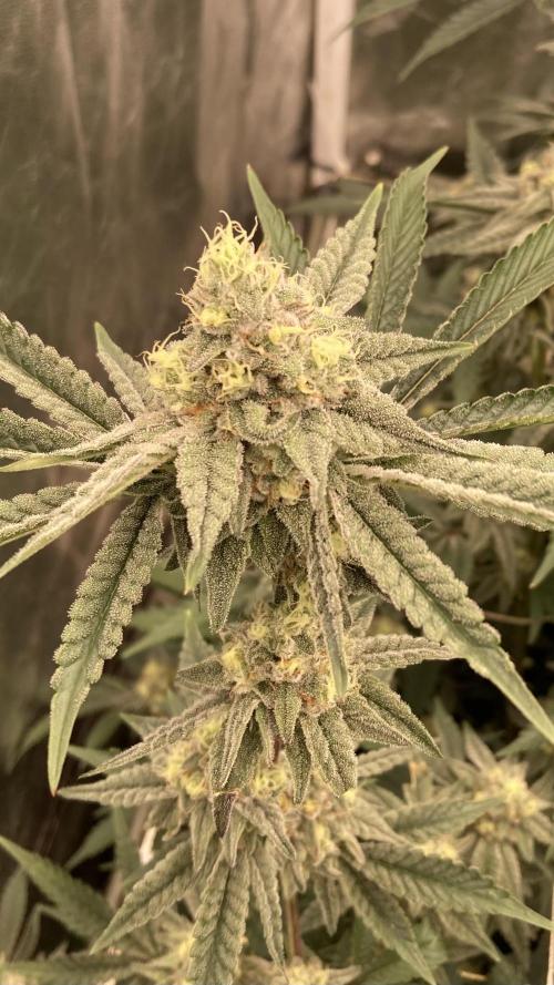 Zoy Sauce Clones (My Keeper Cut). Week 7