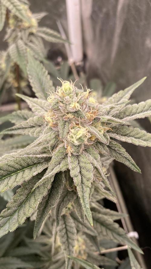 Zoy Sauce Clones (My Keeper Cut). Week 7