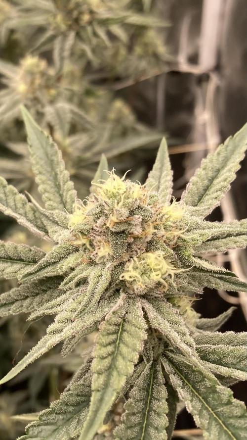 Zoy Sauce Clones (My Keeper Cut). Week 7