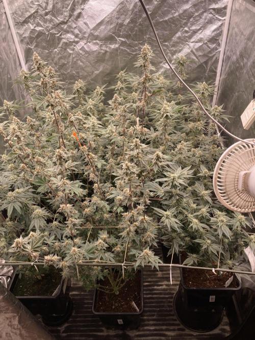Zoy Sauce Clones (My Keeper Cut). Week 7