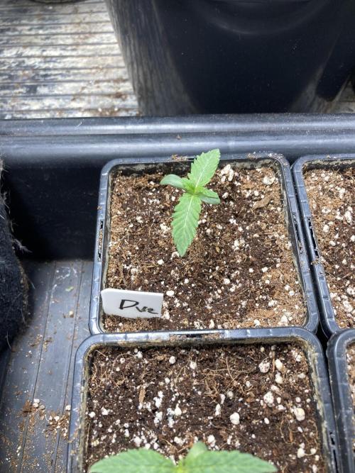 Do-lato V2 (In House Genetics). Week 1