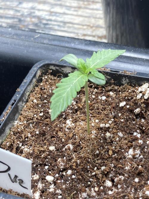 Do-lato V2 (In House Genetics). Week 1