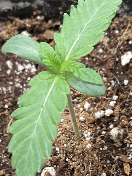 Do-lato V2 (In House Genetics). Week 1