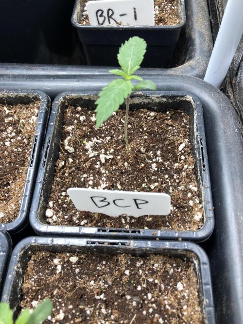 BlackCherry Punch (In House Genetics). Week 1
