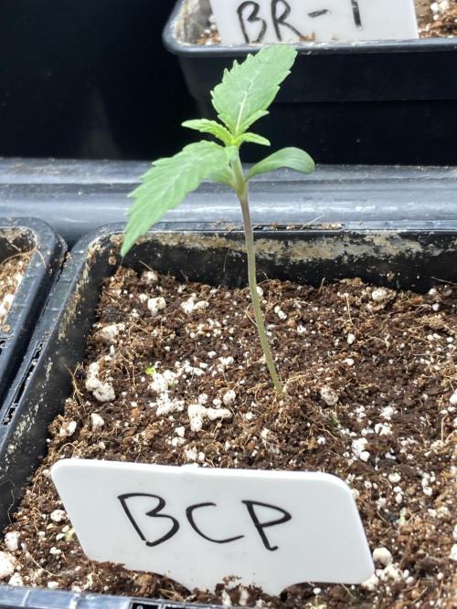 BlackCherry Punch (In House Genetics). Week 1