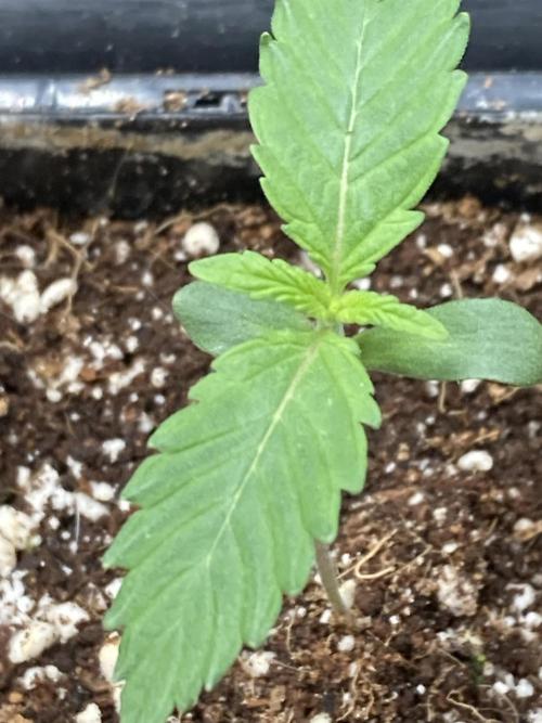 BlackCherry Punch (In House Genetics). Week 1