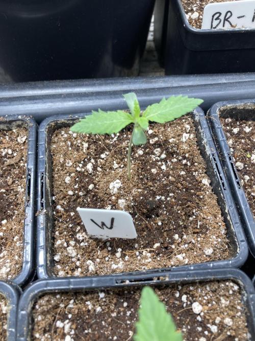 Windu (Wizard Trees). Week 1