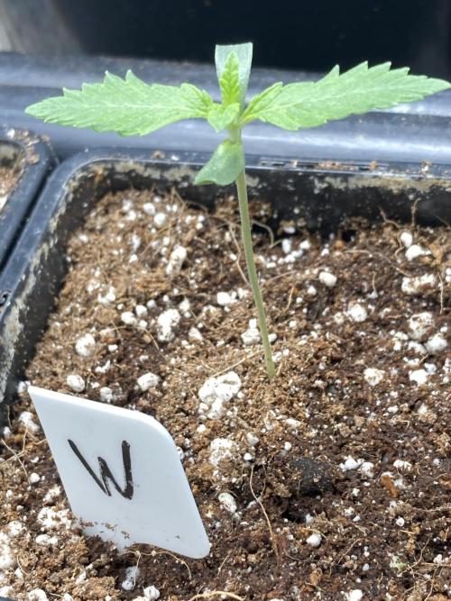 Windu (Wizard Trees). Week 1