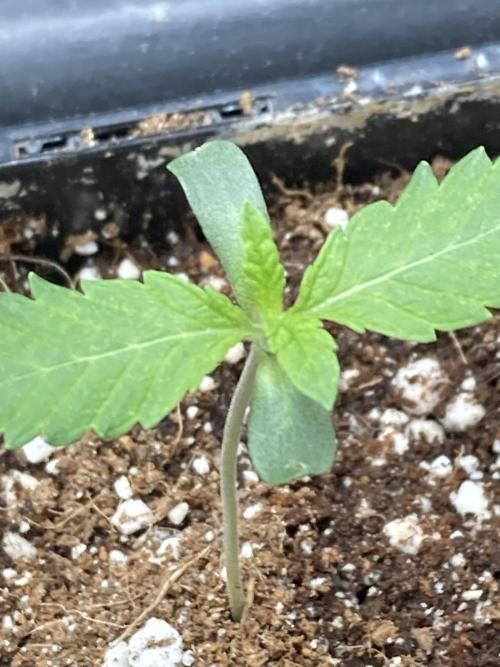 Windu (Wizard Trees). Week 1