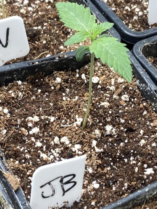 Jelly Breath S1. Week 1