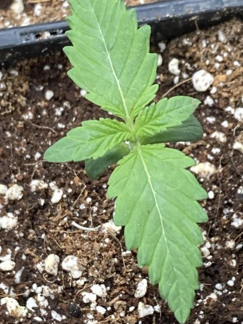 Jelly Breath S1. Week 1