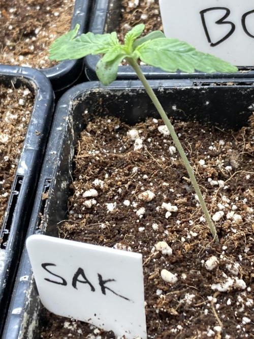 Strawberry Ak (Serious Seeds). Week 1