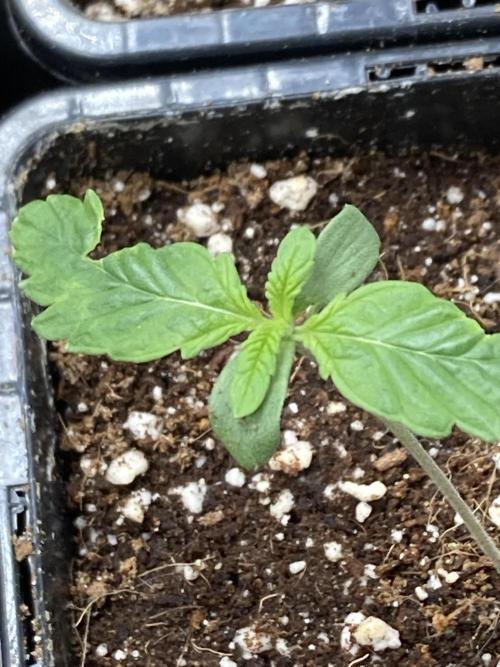 Strawberry Ak (Serious Seeds). Week 1