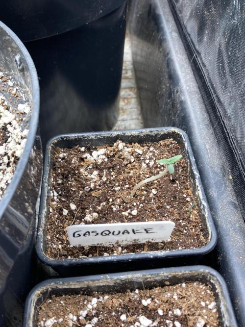 GasQuake (In House Genetics). Week 1