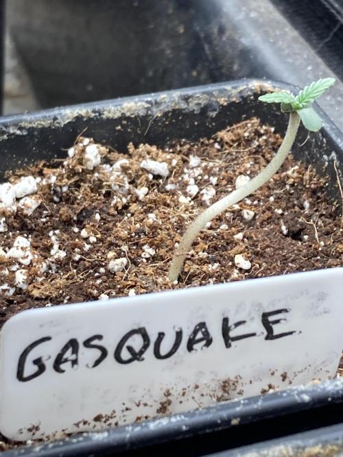 GasQuake (In House Genetics). Week 1