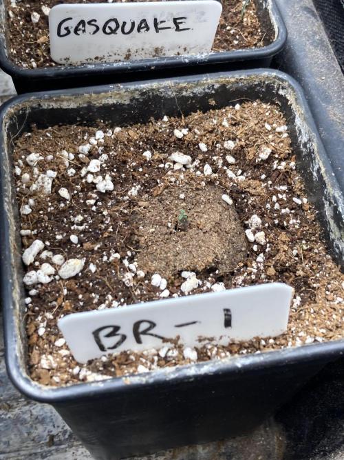 Black Rainbow (LIT Farms). Week 1