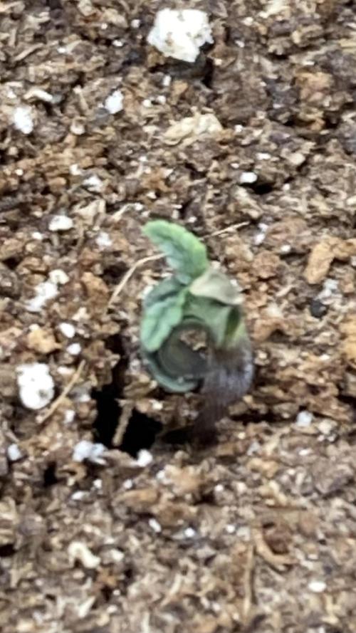 Black Rainbow (LIT Farms). Week 1