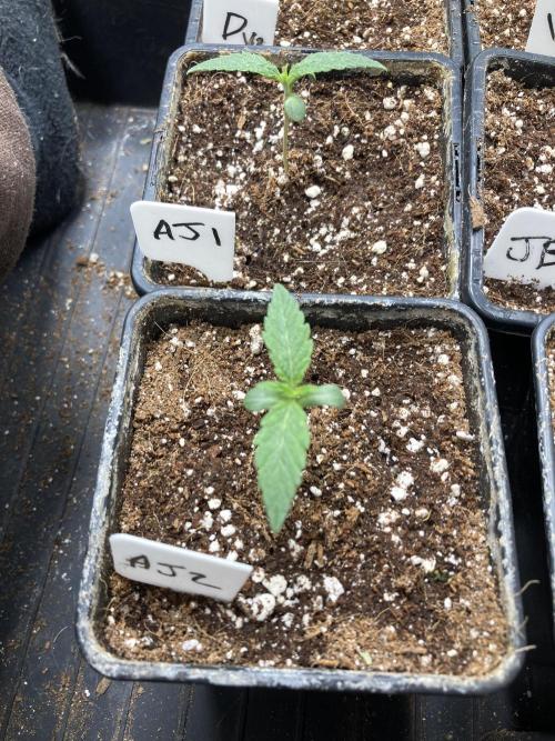 Atomic Jelly (In House Genetics). Week 1
