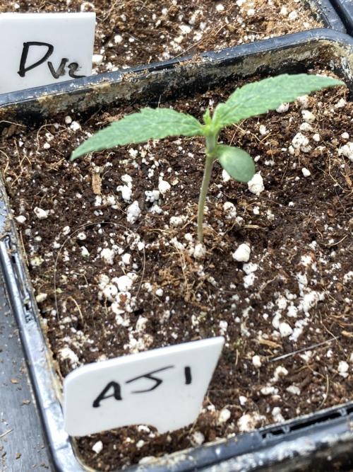 Atomic Jelly (In House Genetics). Week 1