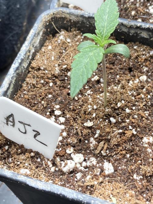Atomic Jelly (In House Genetics). Week 1