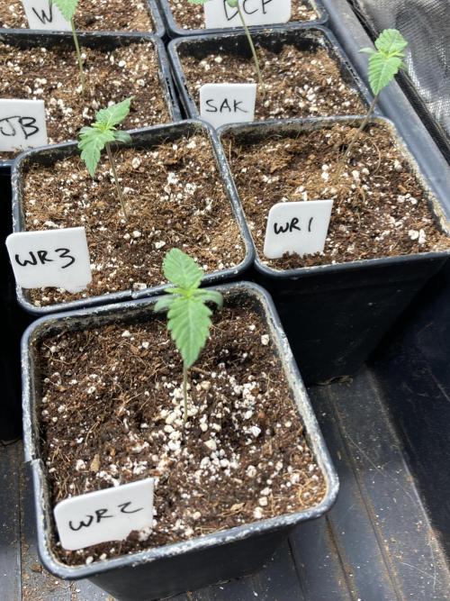 White Rhino (Green House Seeds). Week 1