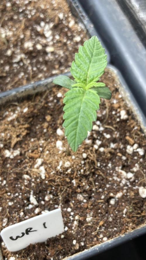 White Rhino (Green House Seeds). Week 1