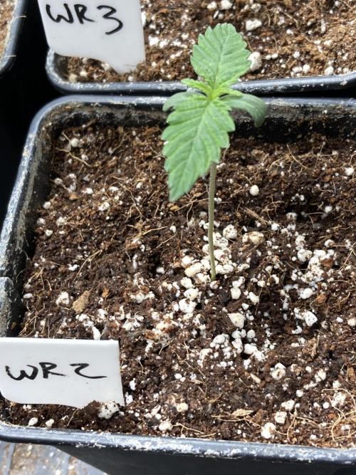 White Rhino (Green House Seeds). Week 1