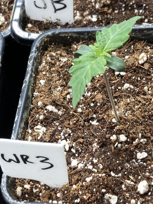 White Rhino (Green House Seeds). Week 1