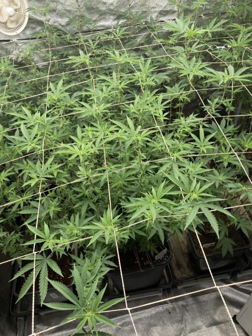 Zoy Sauce Clones (My Cut). Week 3