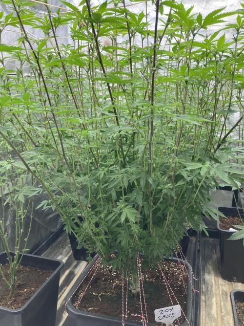 Zoy Sauce Clones (My Cut). Week 3