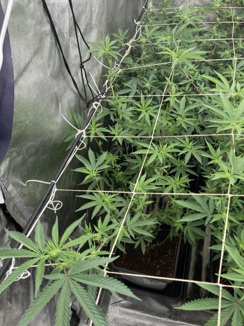 Zoy Sauce Clones (My Cut). Week 3