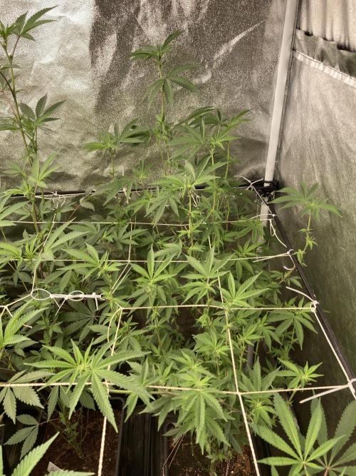 Zoy Sauce Clones (My Cut). Week 3